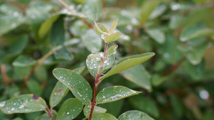 Raindrops on the plant leaves
