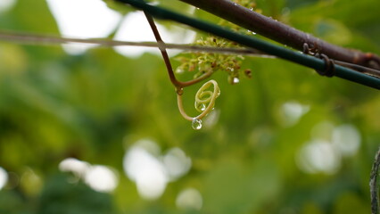 Raindrops on the plant leaves