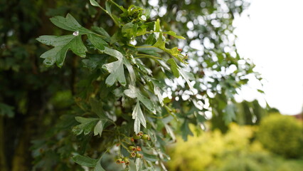 Raindrops on the plant leaves