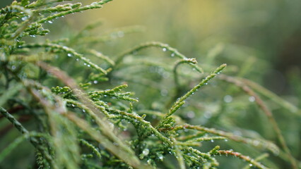 Raindrops on the plant leaves