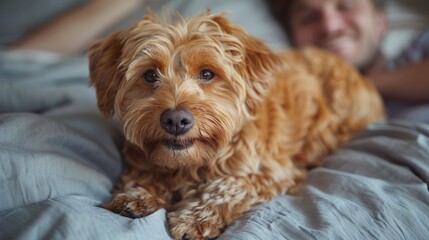 Playing with his owner on the bed. Between the white sheets. Cute & friendly Spanish water dog. Lifestyle.