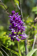 Dactylorhiza majalis - inflorescences blooming in the forest