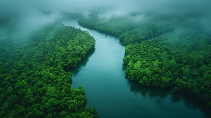 Dark green forest and river in a rainforest. Natural ecosystem in a rainforest. Aerial view of natural forest conservation.