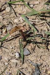 an ant drags a hamarus crustacean