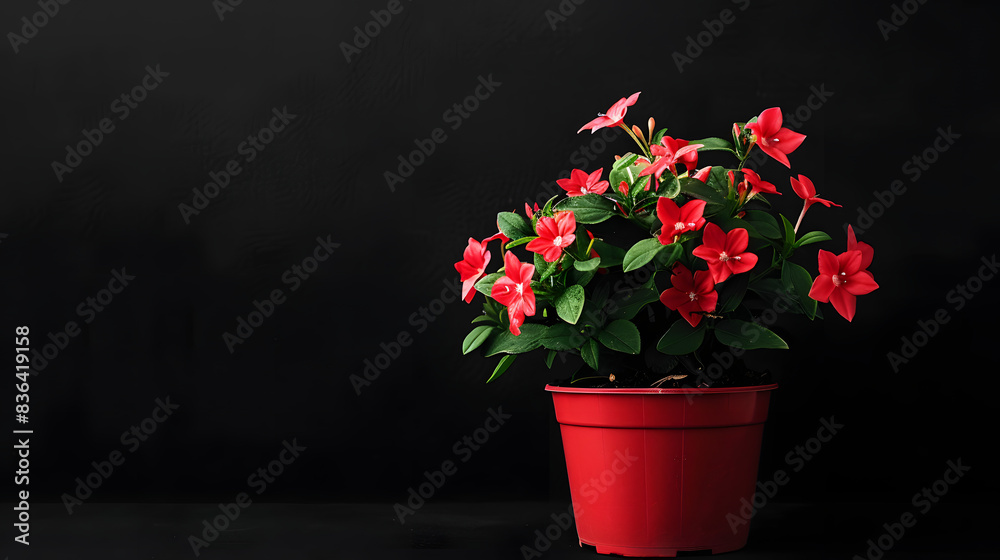 Wall mural a exuberant plant with flowers in a red pot - Wall murals
