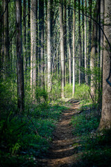 Obraz premium Forrest