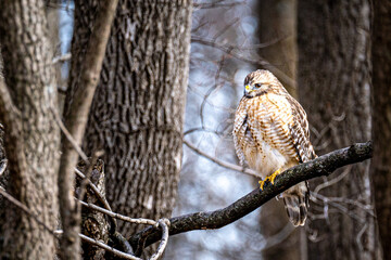 Birding Loch Raven
