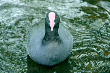 Duck on the lake