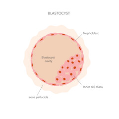 Flat illustration of blastocyst cell structure with captions