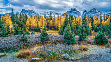 Majestic Larches