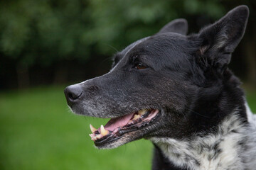 Laughing Dog Laughing Black Laika on Green Grass Background Ulabka Dogs on Calendar