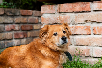 Portrait of red mixed breed dog. Dog is laying on grass in garden and looking into the camera