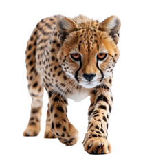 Obraz premium Cheetah isolated on a transparent background