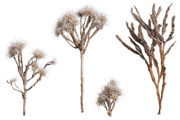 Fototapeta premium Set of different dried plants and flowers presenting intricate details on a transparent, white background, png