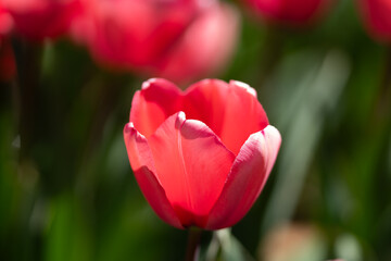 Red beautiful tulips field in spring time. Close up tulip flowers background. Colorful tulip flowering in the garden at sunny summer or spring day. Selective soft focus.