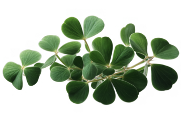 This image showcases a cluster of lucky four-leaf clovers on a transparent, png,white background suitable for various themes