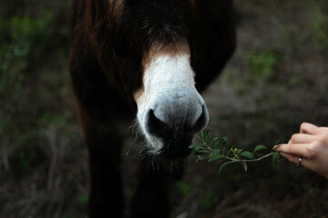 portrait of a donkey