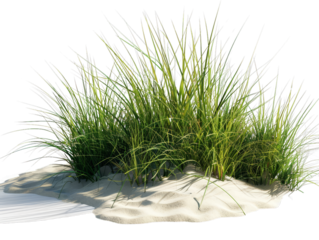 beach-grass-transparent-background