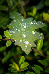 Wassertropfen auf einem Blatt