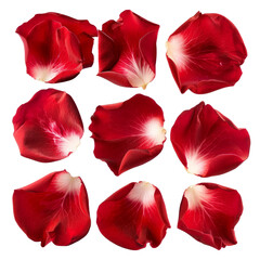 Fototapeta premium Set of Red Rose Flower Petals Isolated on transparent Background
