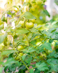 Green unripe tomatoes on vine at backyard garden in Dallas, Texas, intermediate Dona heirloom tomato on productive sturdy plant, organic homegrown vegetable kitchen garden urban homestead