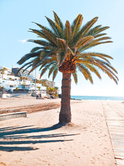 A palm tree on a sandy beach of Gran Canaria © Alexander
