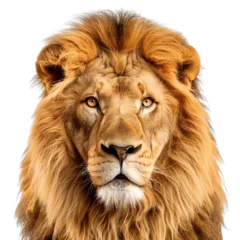 Fototapete Löwe lion white background and transparent background  © GenBy