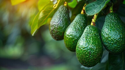 La Palma, Spain. Avocados on a tree in backlight.