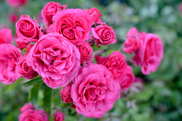 Fototapeta premium Pink rose flowers macro photograph