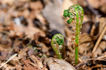 A fiddlehead grows up from dead leaves on a forest floor in the spring.