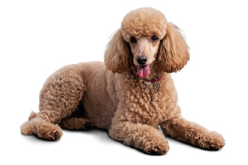 A cute apricot poodle is sitting with its tongue out on a transparent, white background, suitable as a png