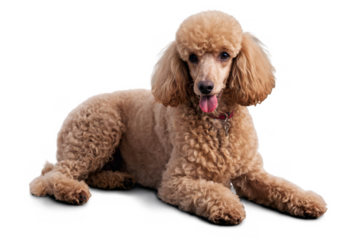 A cute apricot poodle is sitting with its tongue out on a transparent, white background, suitable as a png