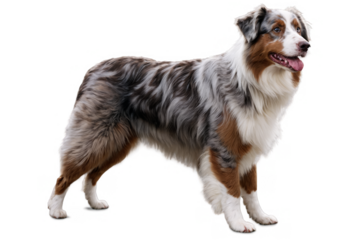 Australian Shepherd dog with multicolored fur standing in a side pose on transparent, white background, png