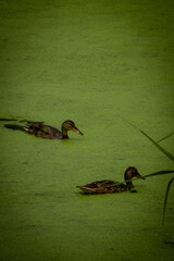 duck and ducklings