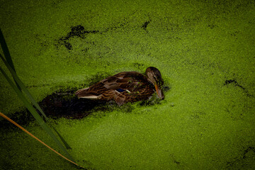 duck in a lake