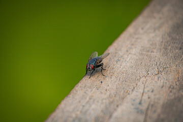 fly on leaf