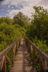 wooden bridge in the forest
