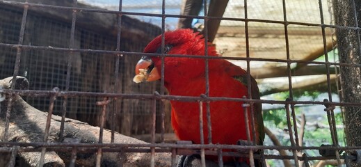 parrot in cage
