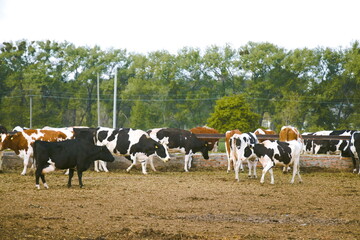 Farm with cows. Animal husbandry.