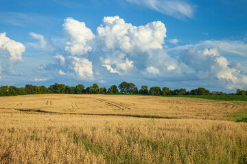 Wheat field in southern Minnesota below dramatic clouds on a sunny afternoon during summer