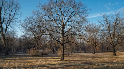 A partially bare tree among other trees in the background