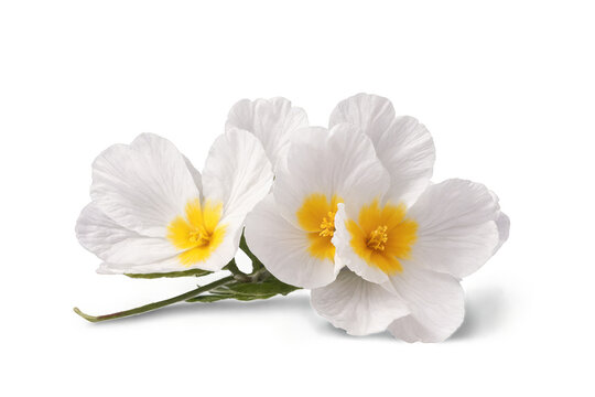 Trio of delicate white pansy flowers with vibrant yellow centers against a png transparent white background