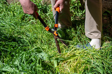 Handle large grass shears. Trimming grass lawn with garden shears. Old male hands cut grass with large metal scissors. Large grass shears.