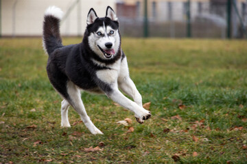 Black and white husky running towards the camera in a fenced dog park