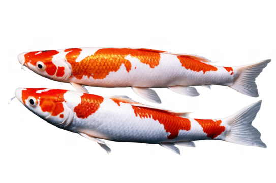 Two vibrant koi fish, presented with a transparent, white background, png, ideal for projects needing clear aquatic imagery