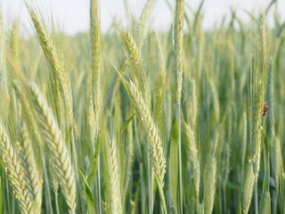 Zielone kłosy zboża © EwaAF