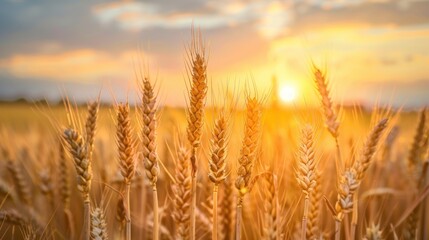 Fototapeta premium A field of golden wheat with the sun setting in the background