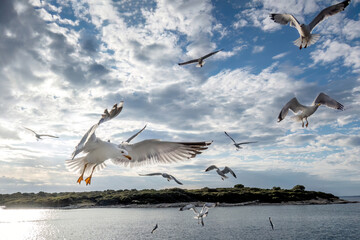 Touristic attraction at the sea: Seagulls flying nearby a boat and getting food from the passengers