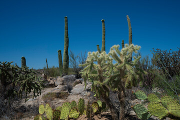 cholla, saguaro bloom and prickly pear cacti in Tucson Arizona