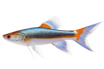 Vibrant Neon Tetra fish showcases vivid colors and details against a transparent, white background, png